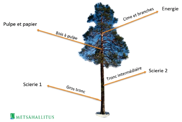 Un arbre fournit une énergie renouvelable et beaucoup plus