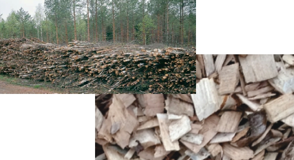 Branches et cimes d'arbres: une source d'énergie renouvelable